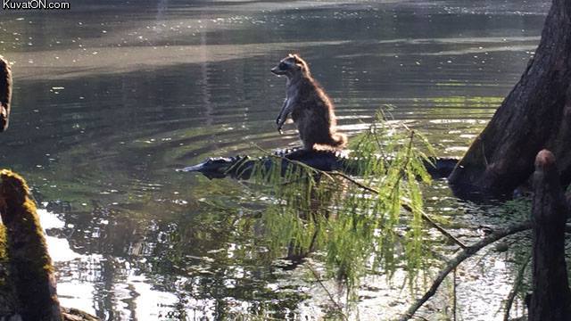 raccoon_riding_an_alligator_because_why_the_fuck_not.jpg