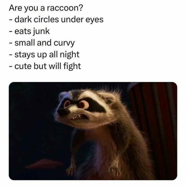 raccoons.jpg