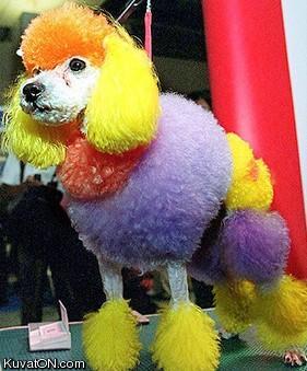 rainbow_poodle.jpg