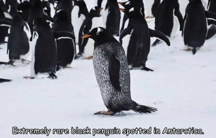 rare_black_penguin.jpg