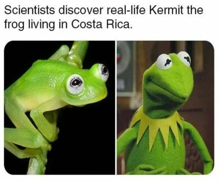 reallifekermit.jpg