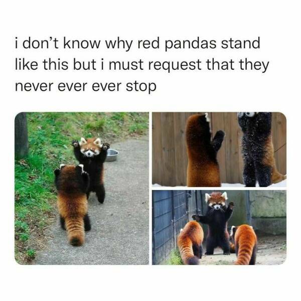 redpandas.jpg