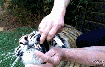 removing_tiger_milk_tooth.gif