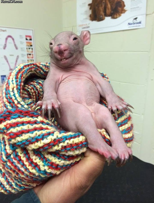 ridiculously_photogenic_baby_wombat.jpg