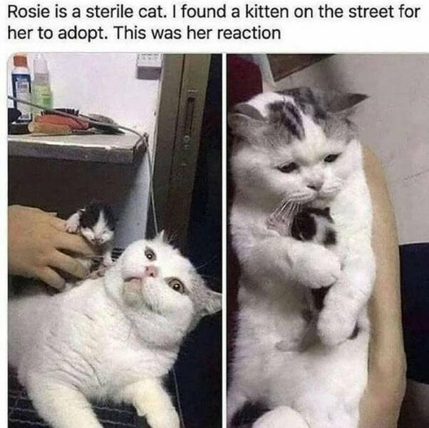 rosie3.jpg