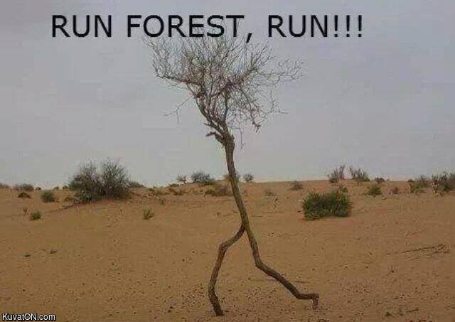 run_forest_run.jpg