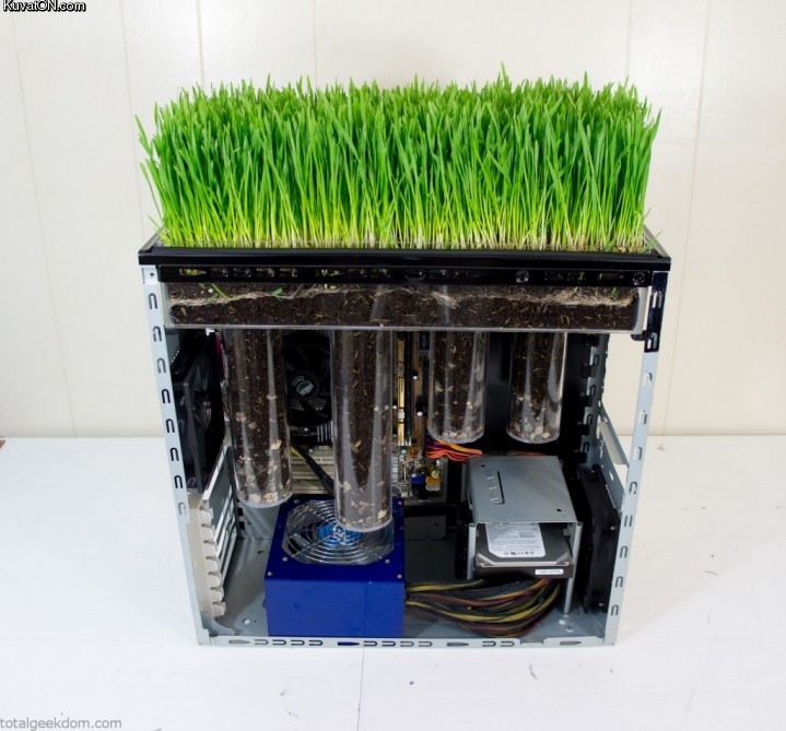 runs_linux_grows_wheatgrass.jpg