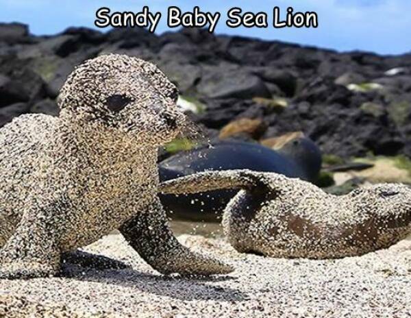 sandysealion.jpg