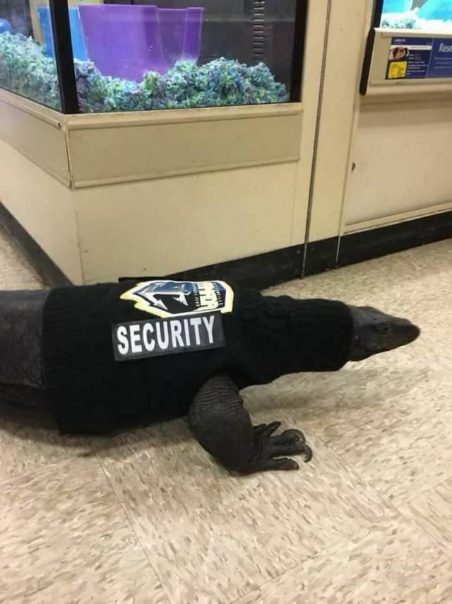 security04.jpg