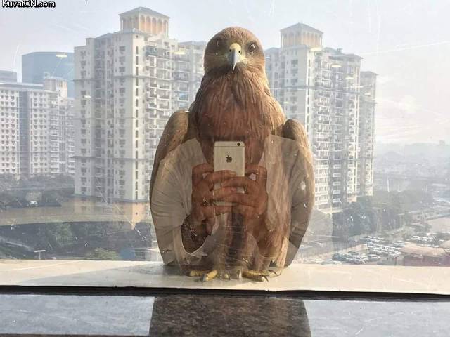 selfiehawk.jpg