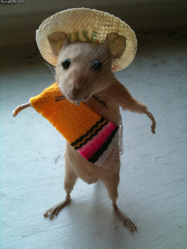 senor_mouse.jpeg