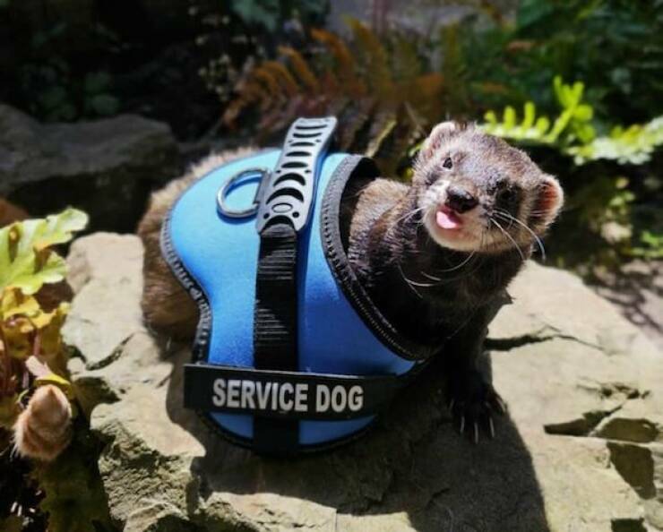 servicedoge.jpg