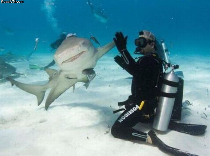 shark_hi5.jpg