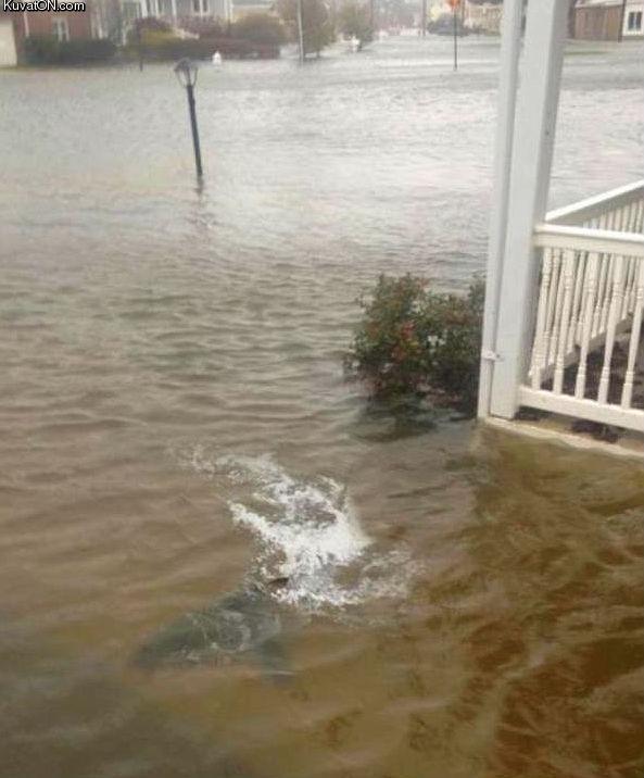 shark_in_my_front_yard.jpg