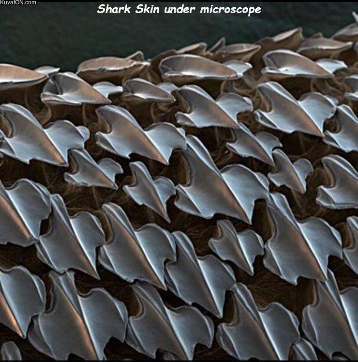 sharkskin.jpg