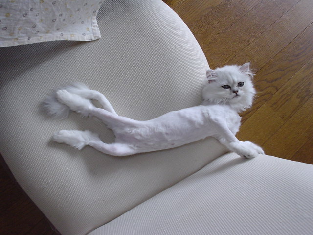 shaved_pussy.jpg