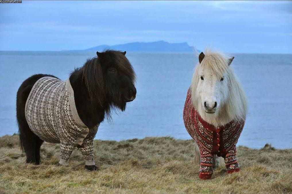 shetland_ponies.jpg