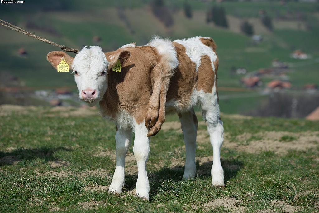 sixlegged_calf_lilli_has_become_a_minor_celebrity_in_her_native_switzerland.jpg