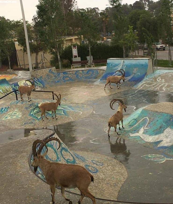 skatepark_vallattu.jpg