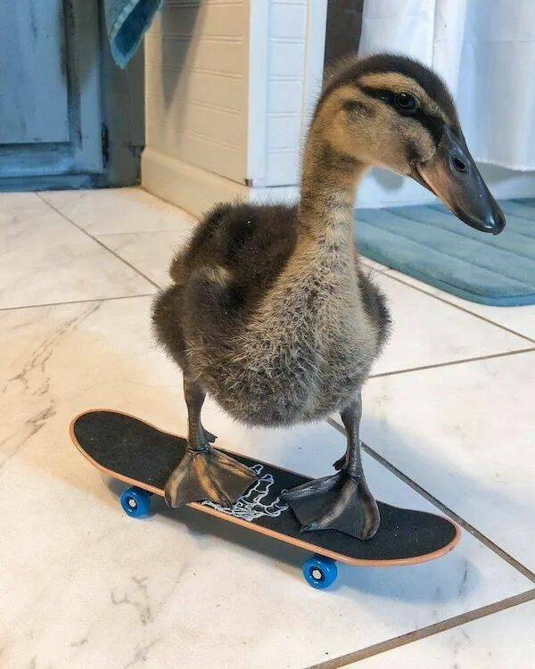 skaterduck.jpg