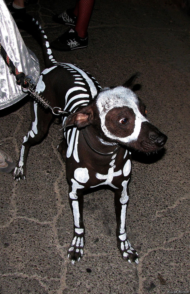 skeleton_dog.jpg