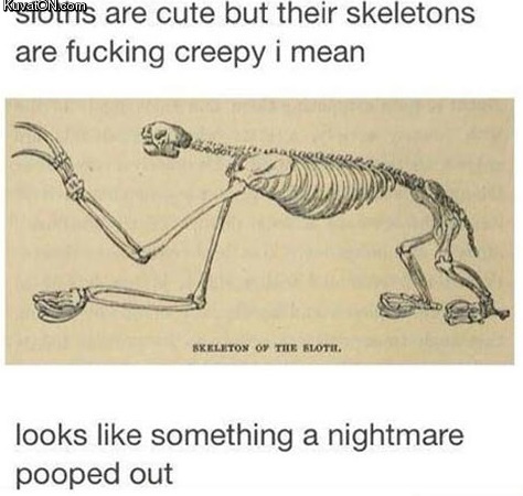 skeleton_of_a_sloth.jpg