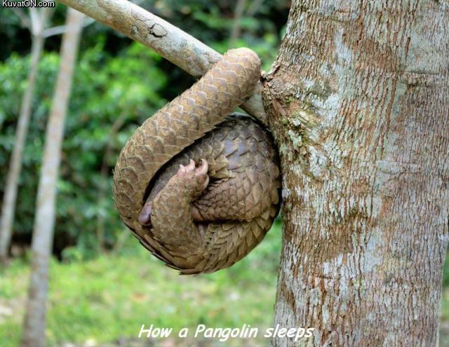 sleeping_pangolin.jpg