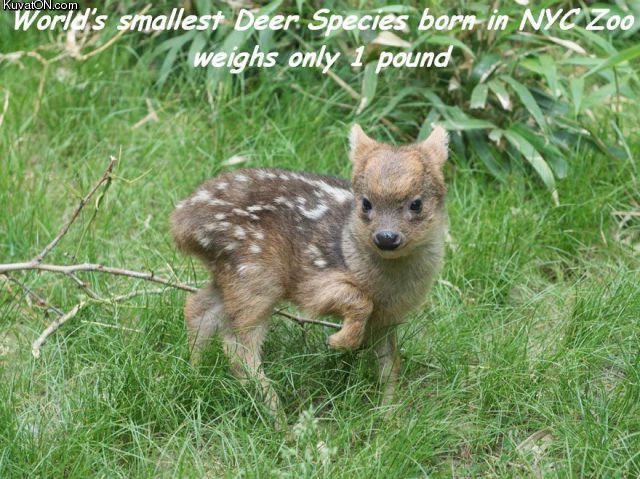 smallest_deer.jpg