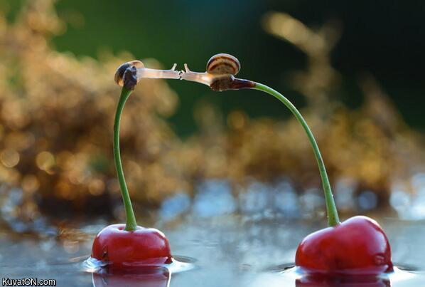 snails_kiss_on_cherries.jpg