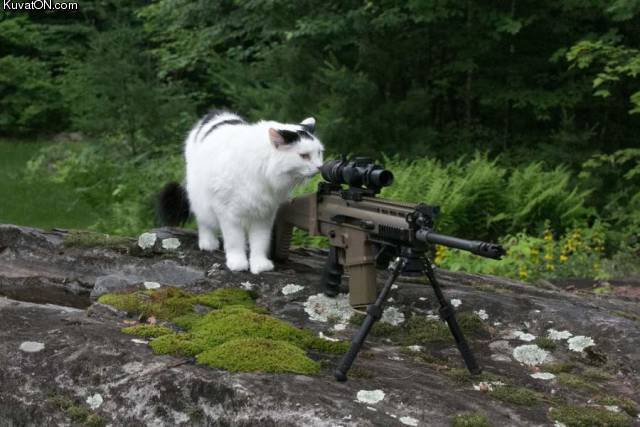 snipercat6.jpg