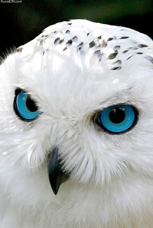 snow_owls_have_mesmerizing_eyes.jpg