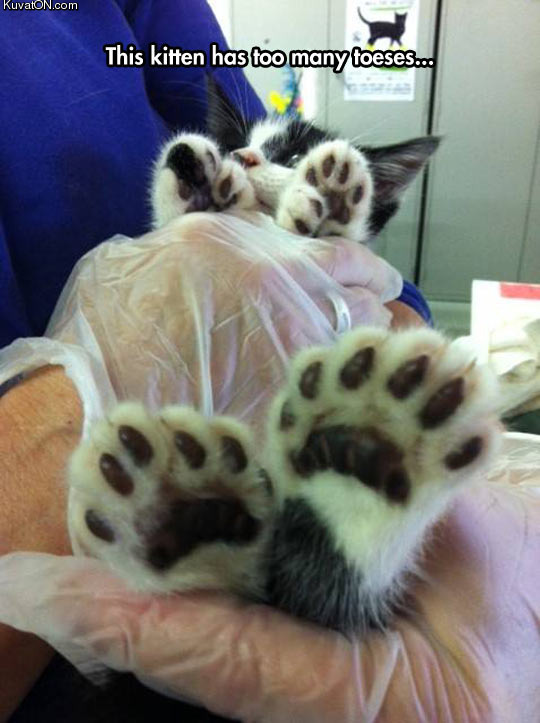 so_many_kitty_toes.jpg