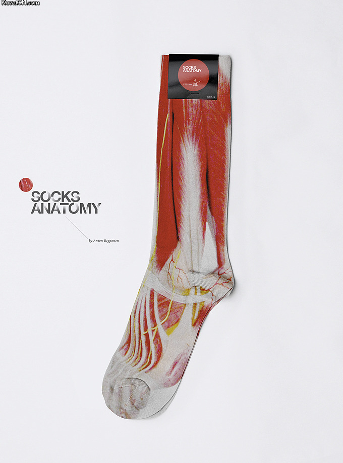 socks_anatomy.jpg