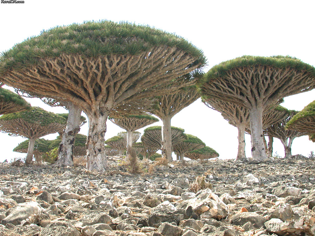 socotra_island_yemen.jpg