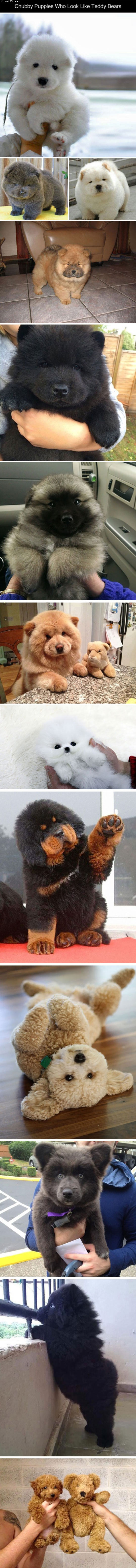 some_puppies_who_look_like_teddy_bears.jpg