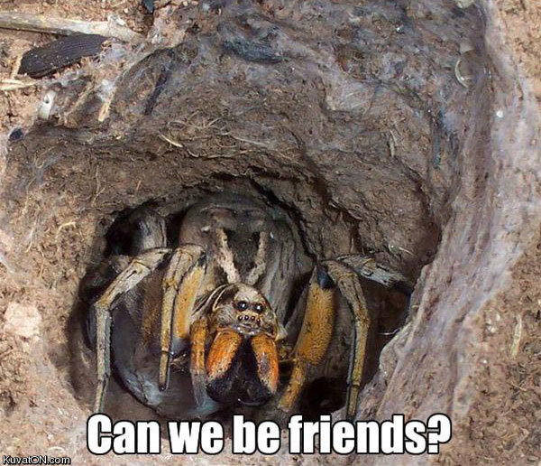 spider_friend.jpg