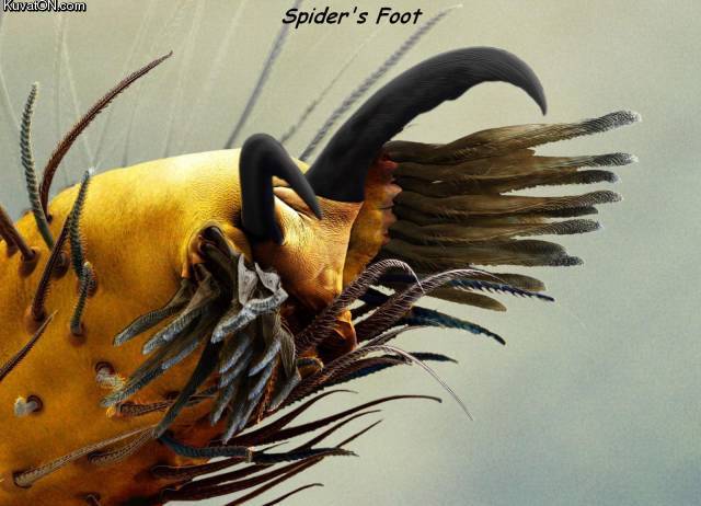 spiders_foot.jpg