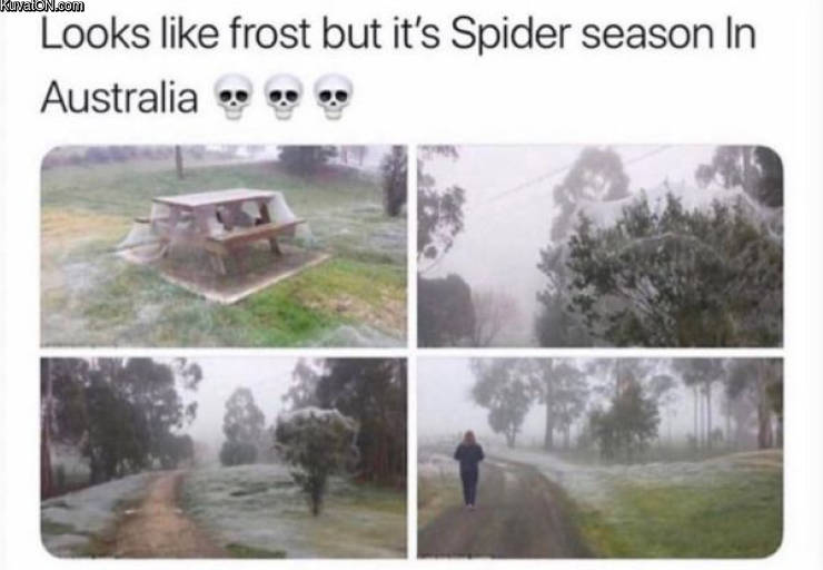 spiderseason.jpg