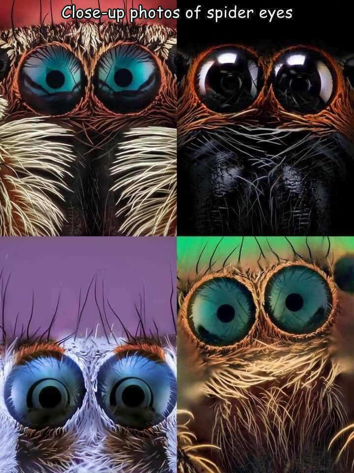 spiderseyes.jpg