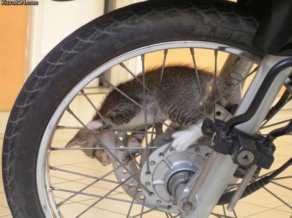 spoke_cat.jpg