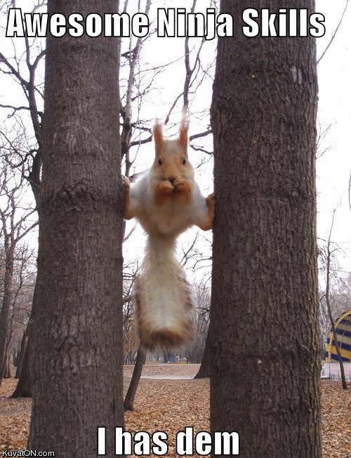 squirrel_ninja_skills.jpg