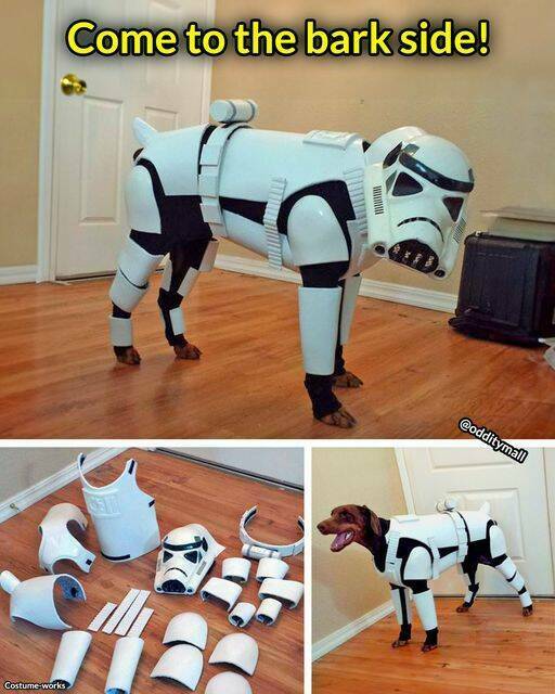 starwarsdog.jpg