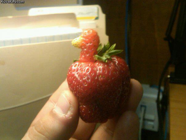 strawberry_duck.jpg