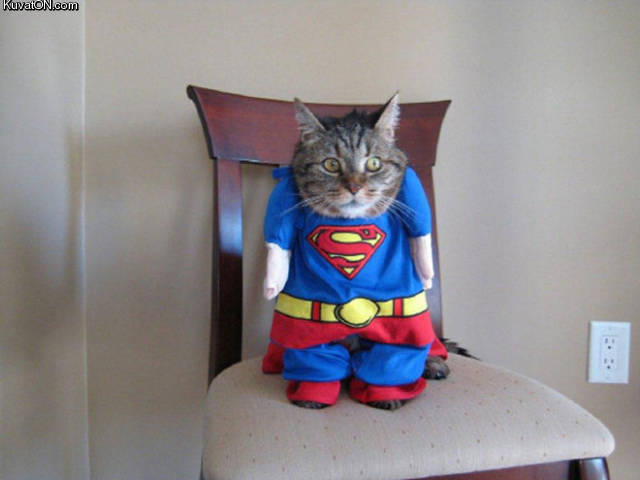 supercat3.jpg