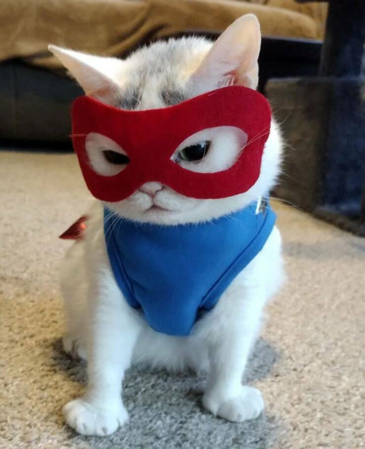 supercat5.jpg