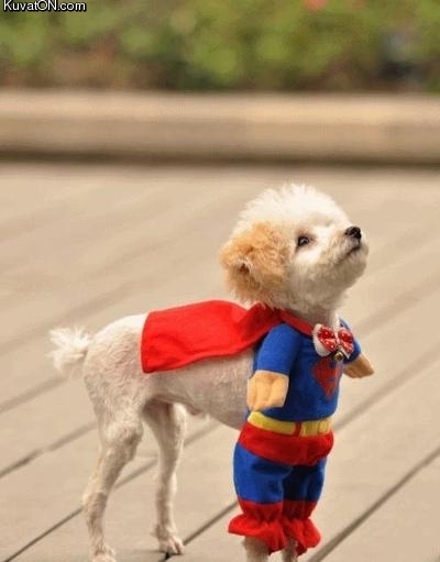 superdog2.jpg