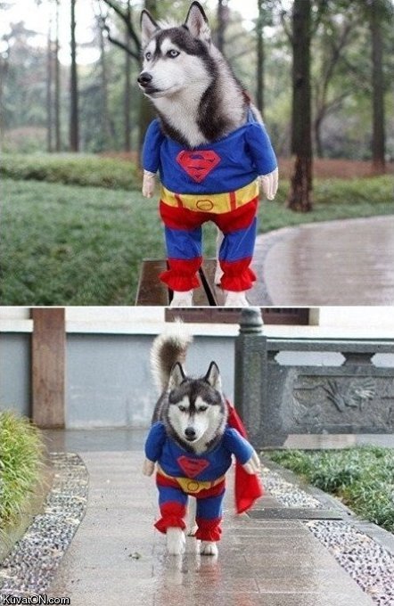 superdog4.jpg