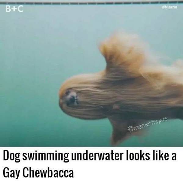 swimming_dog.jpg