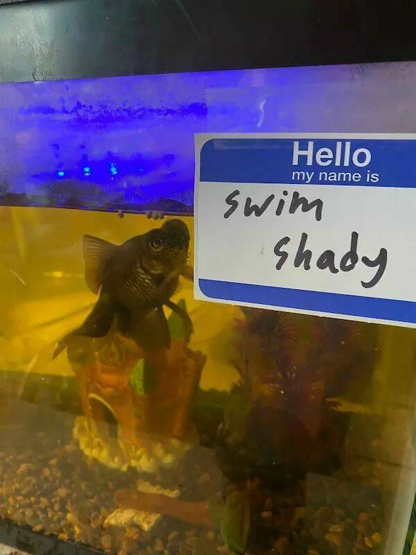 swimshady.jpg