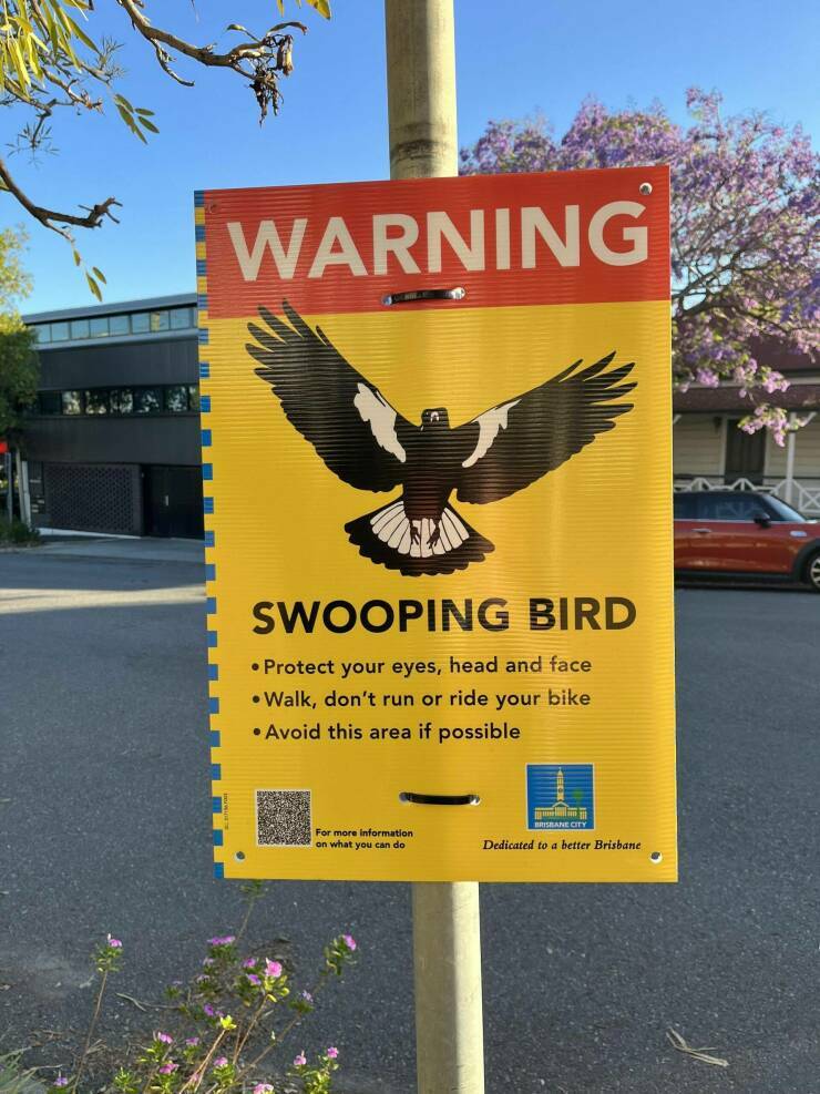 swoopingbirds.jpg